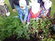 Sklízíme úrodu na školní zahrádce